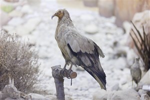 Image description is not available for 1983.81.1